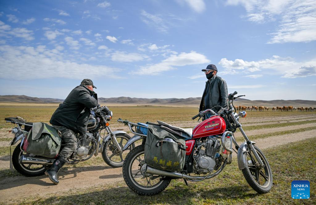 Herders lead livestock migrations with modern conveniences in China's Inner Mongolia