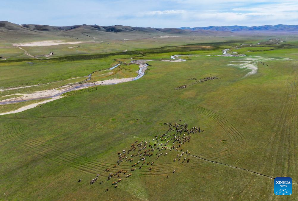 Herders lead livestock migrations with modern conveniences in China's Inner Mongolia