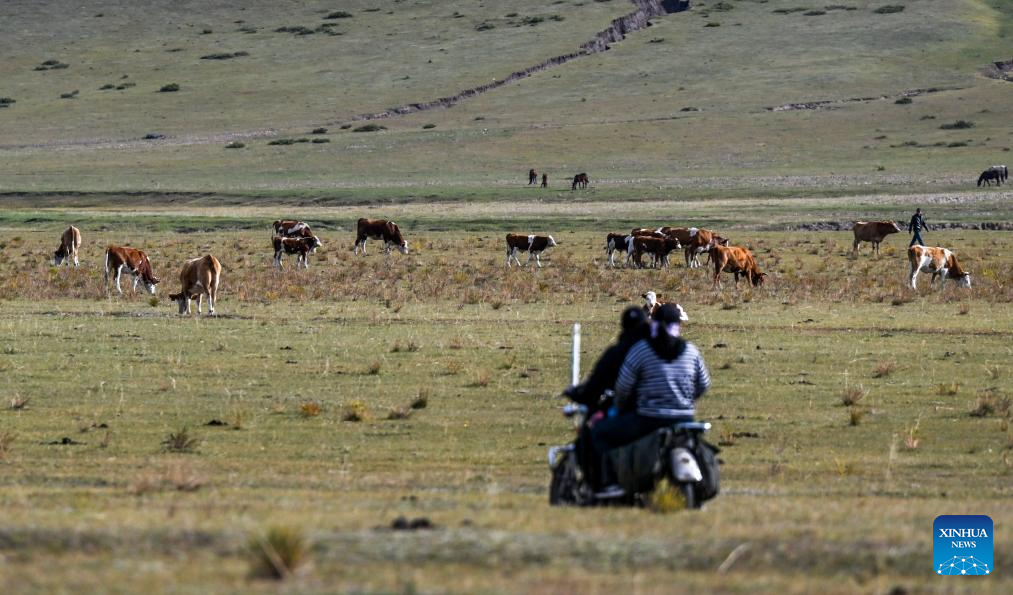 Herders lead livestock migrations with modern conveniences in China's Inner Mongolia