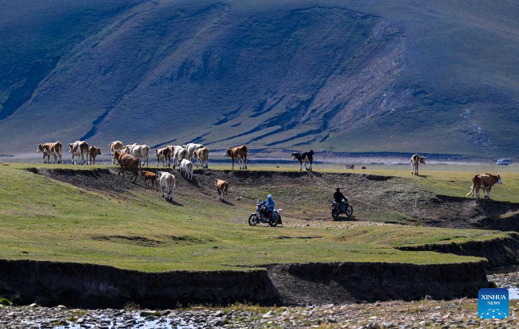 Herders lead livestock migrations with modern conveniences in China's Inner Mongolia