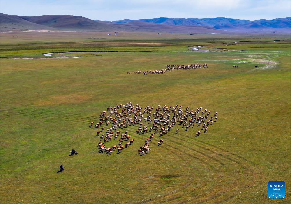 Herders lead livestock migrations with modern conveniences in China's Inner Mongolia