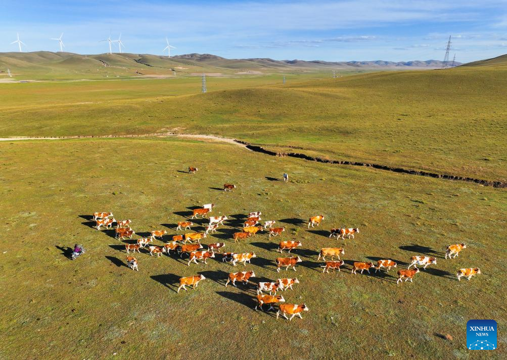 Herders lead livestock migrations with modern conveniences in China's Inner Mongolia