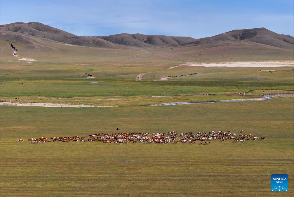 Herders lead livestock migrations with modern conveniences in China's Inner Mongolia