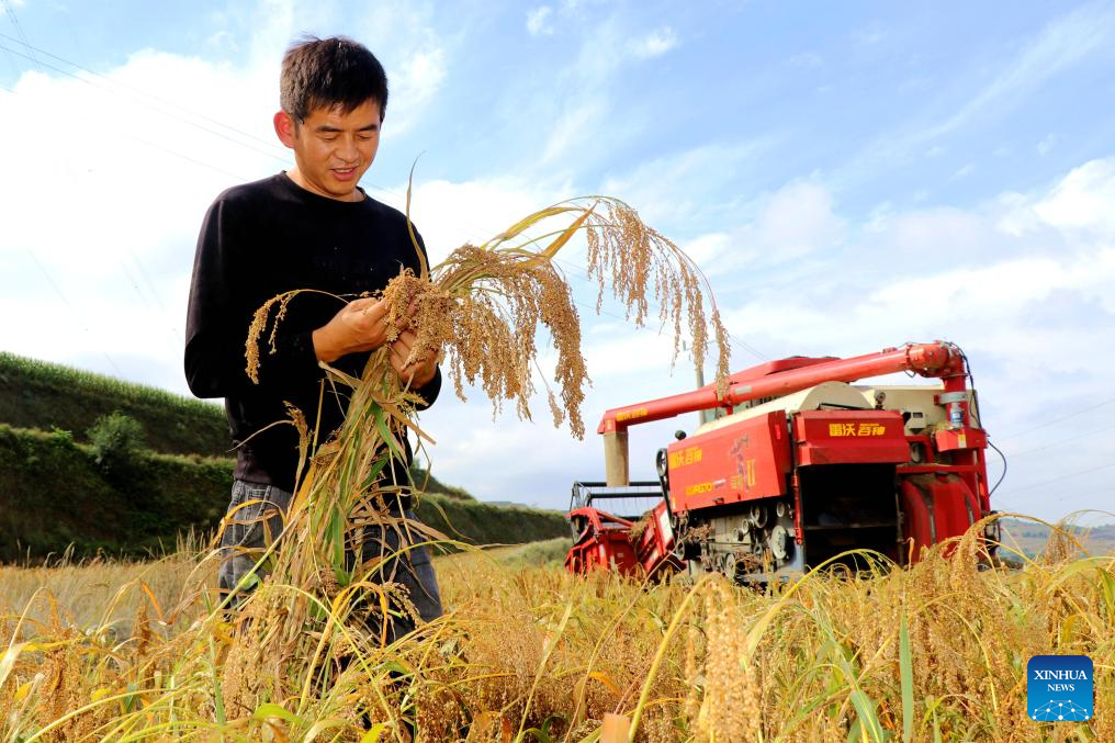 Autumn harvest in China