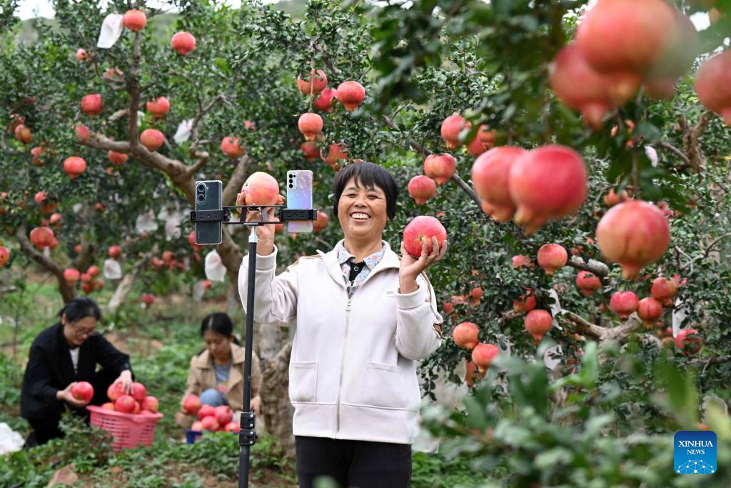 Autumn harvest in China