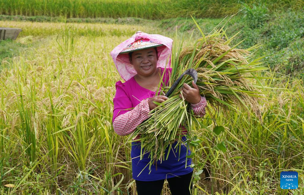 Autumn harvest in China