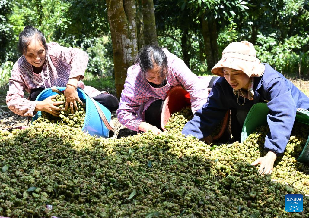 Autumn harvest in China