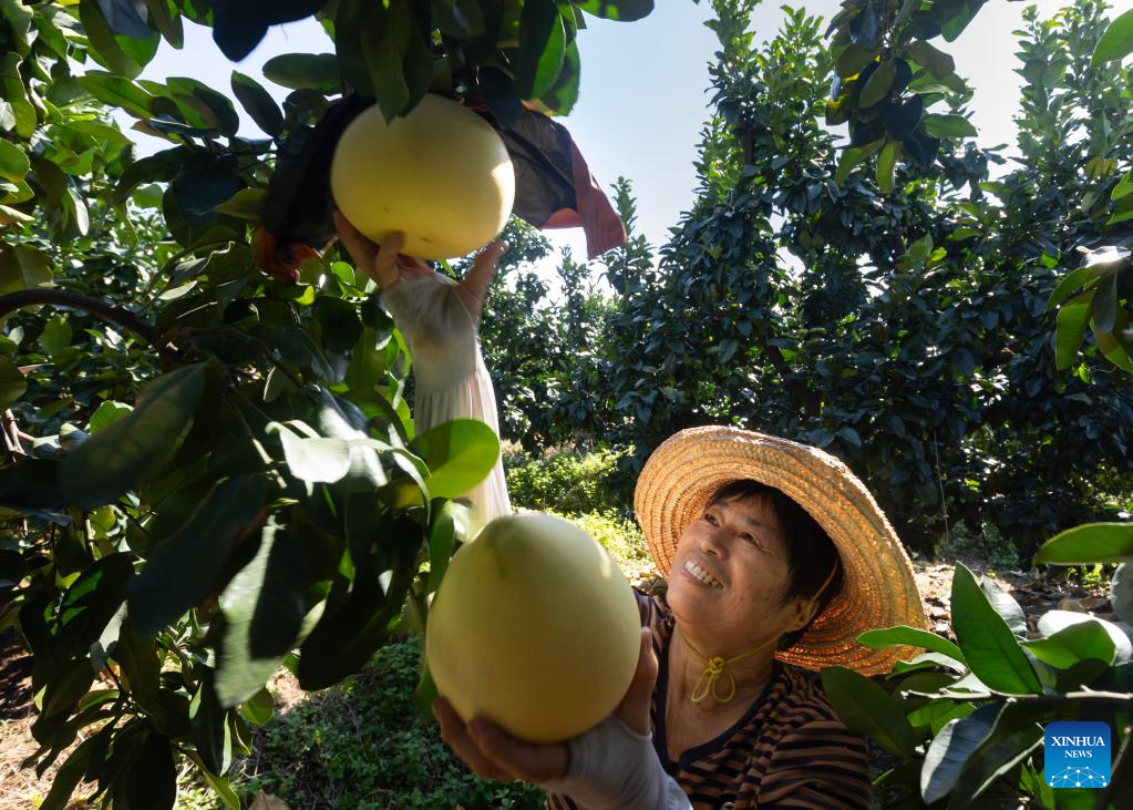 Autumn harvest in China