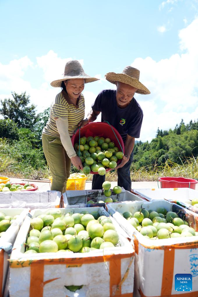Autumn harvest in China