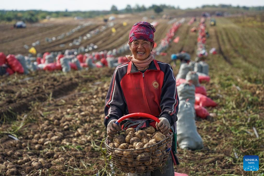 Autumn harvest in China