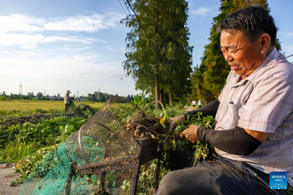 Autumn harvest in China