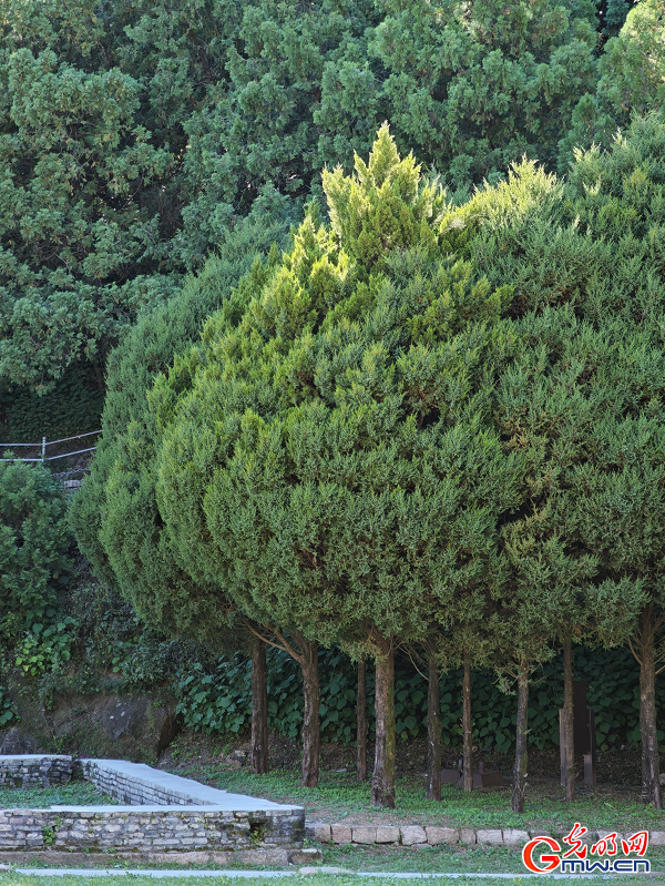 Autumn Serenity at Beijing's Yingshan Pagoda Forest