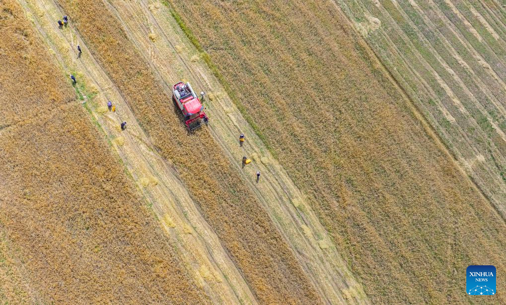 Farmers' harvest festival marked in China's Xizang