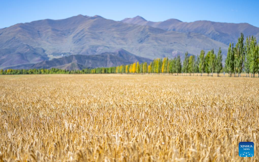 Farmers' harvest festival marked in China's Xizang