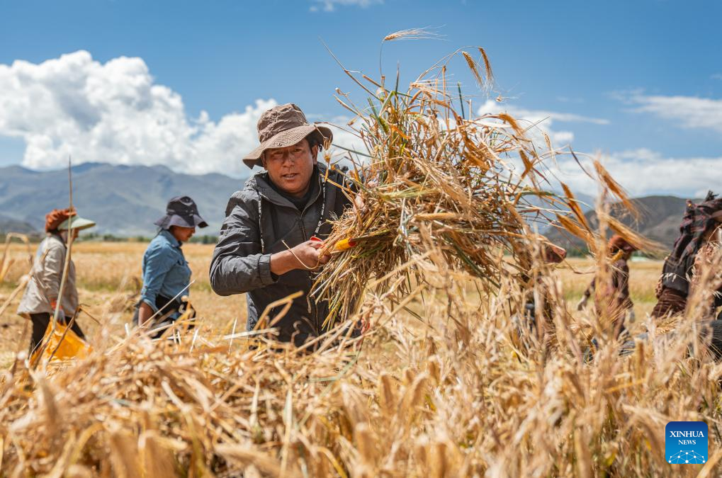 Farmers' harvest festival marked in China's Xizang