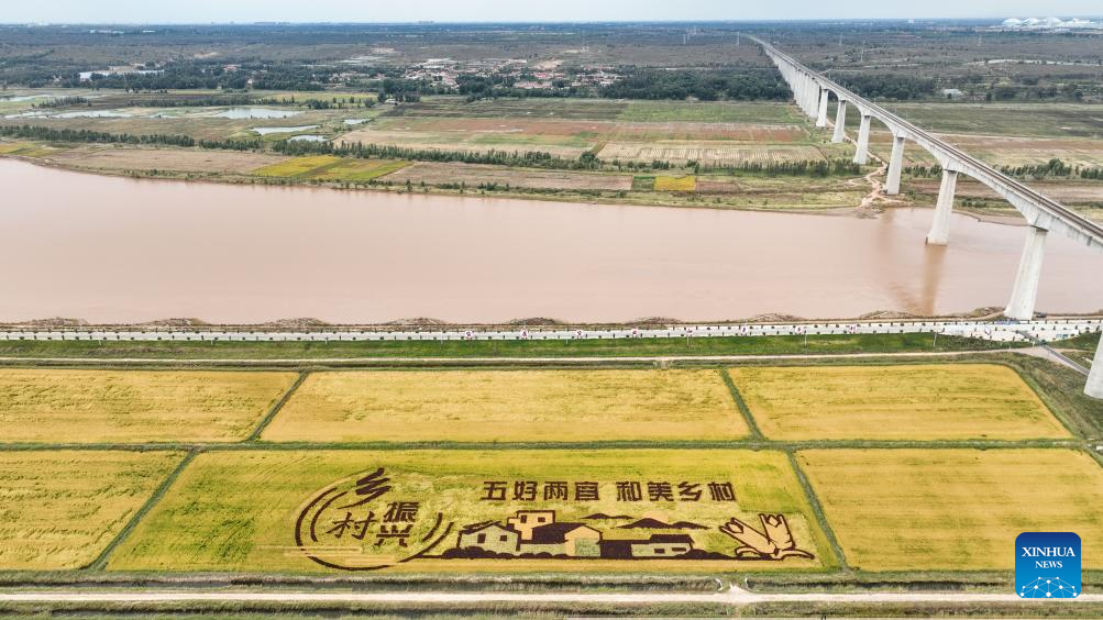 Aerial view of paddy fields in Jungar Banner of Ordos, China's Inner Mongolia