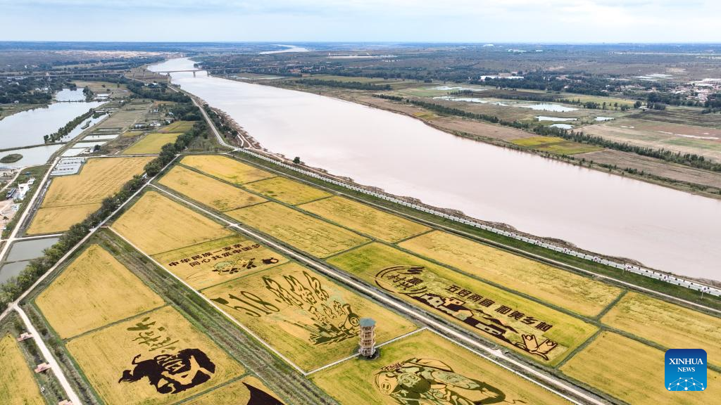 Aerial view of paddy fields in Jungar Banner of Ordos, China's Inner Mongolia