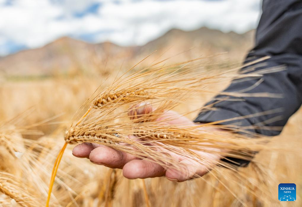 Farmers' harvest festival marked in China's Xizang