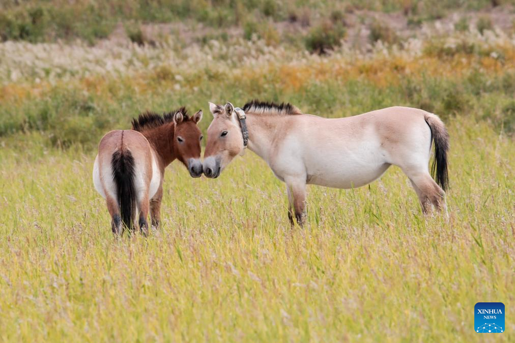 In pics: Przewalski's horses in Dunhuang West Lake National Nature Reserve in China's Gansu