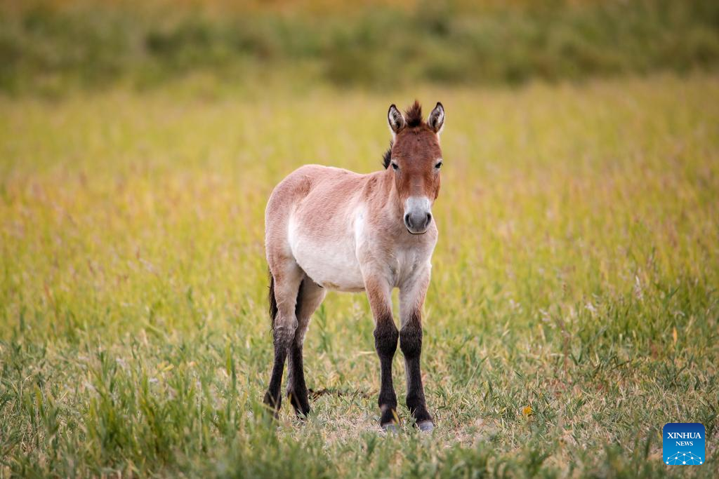 In pics: Przewalski's horses in Dunhuang West Lake National Nature Reserve in China's Gansu
