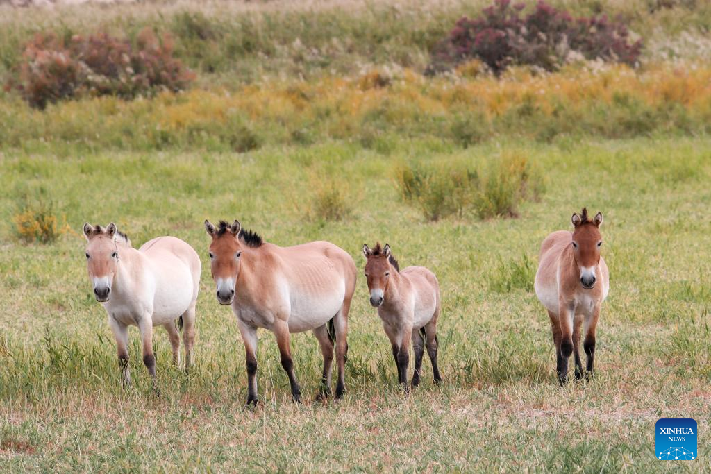 In pics: Przewalski's horses in Dunhuang West Lake National Nature Reserve in China's Gansu