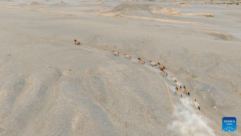 In pics: Przewalski's horses in Dunhuang West Lake National Nature Reserve in China's Gansu