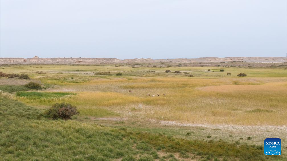 In pics: Przewalski's horses in Dunhuang West Lake National Nature Reserve in China's Gansu