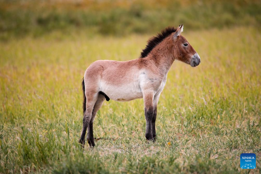 In pics: Przewalski's horses in Dunhuang West Lake National Nature Reserve in China's Gansu