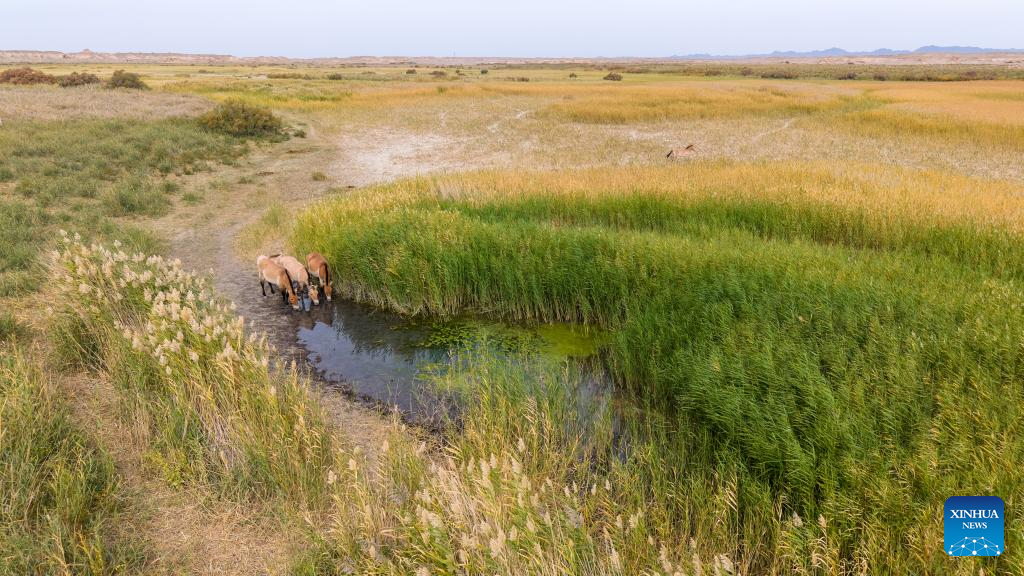 In pics: Przewalski's horses in Dunhuang West Lake National Nature Reserve in China's Gansu