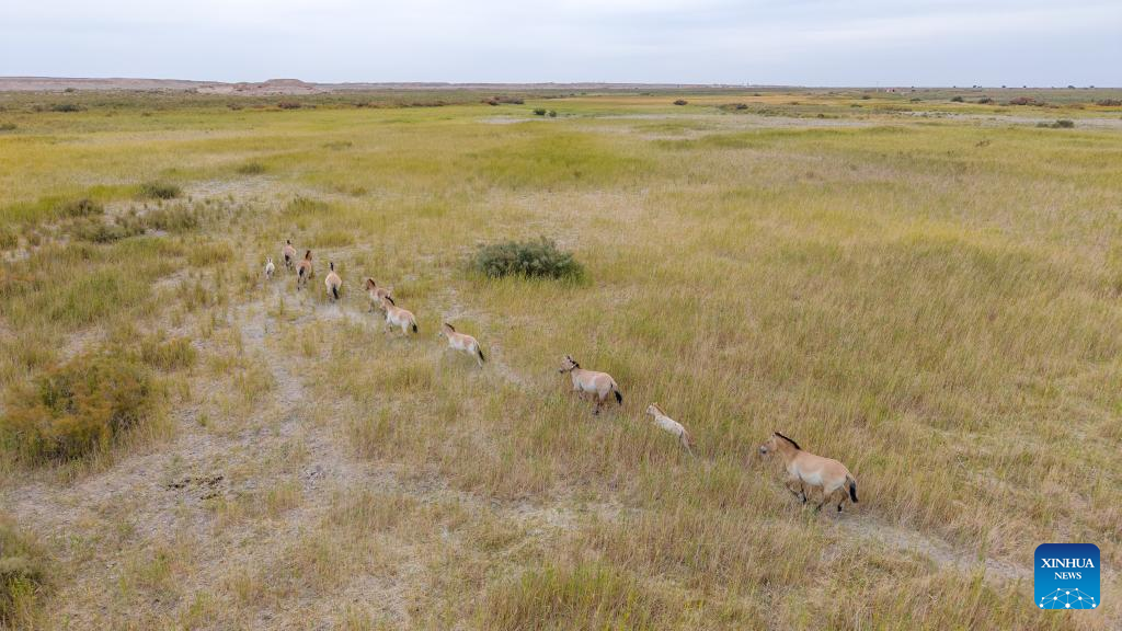In pics: Przewalski's horses in Dunhuang West Lake National Nature Reserve in China's Gansu
