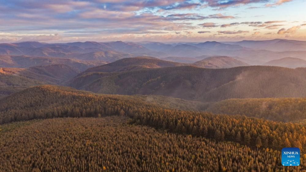 Autumn scenery of Saihanba National Forest Park in Chengde, N China