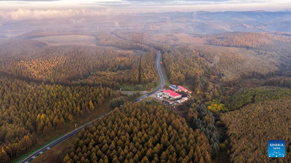 Autumn scenery of Saihanba National Forest Park in Chengde, N China