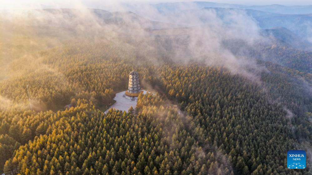 Autumn scenery of Saihanba National Forest Park in Chengde, N China