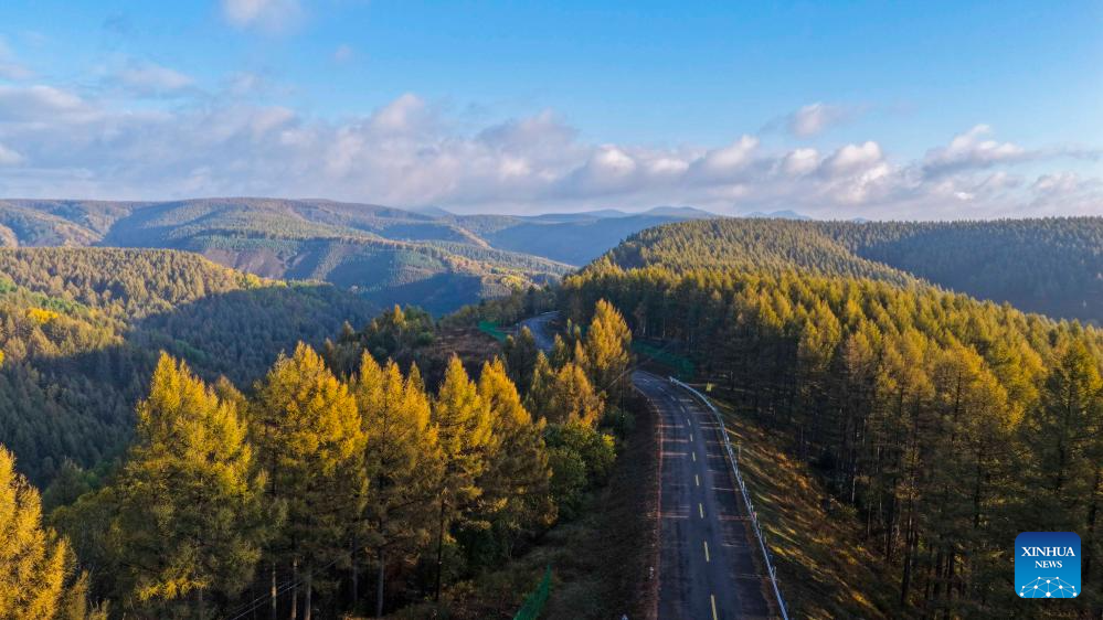 Autumn scenery of Saihanba National Forest Park in Chengde, N China