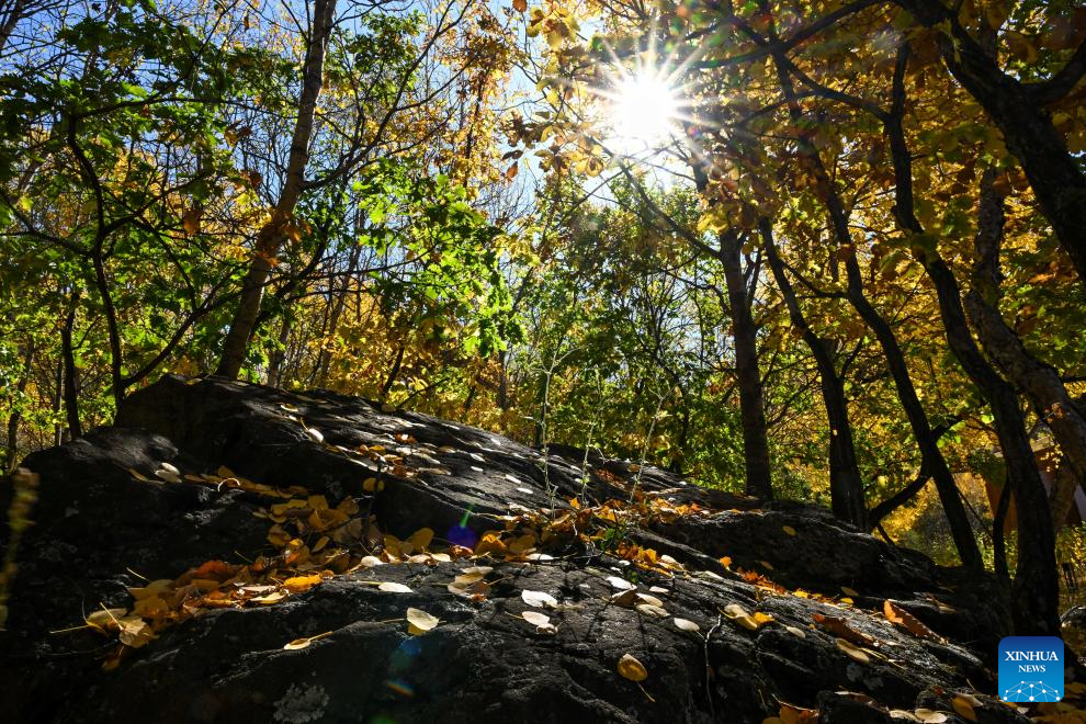 Autumn scenery in Inner Mongolia, N China