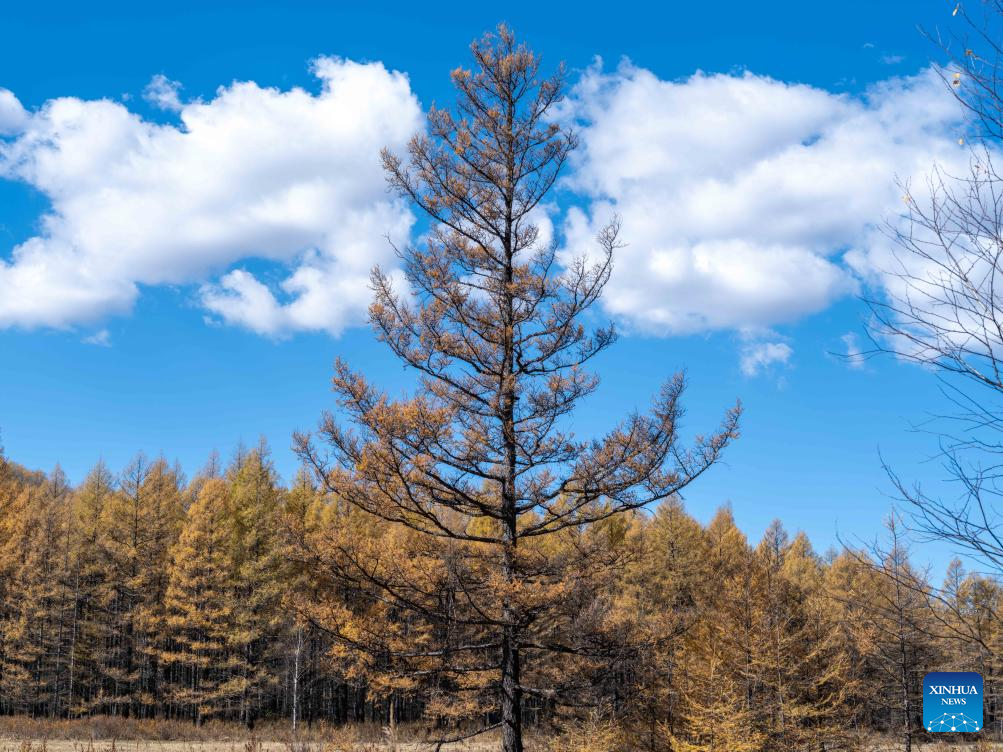 Autumn scenery in Inner Mongolia, N China