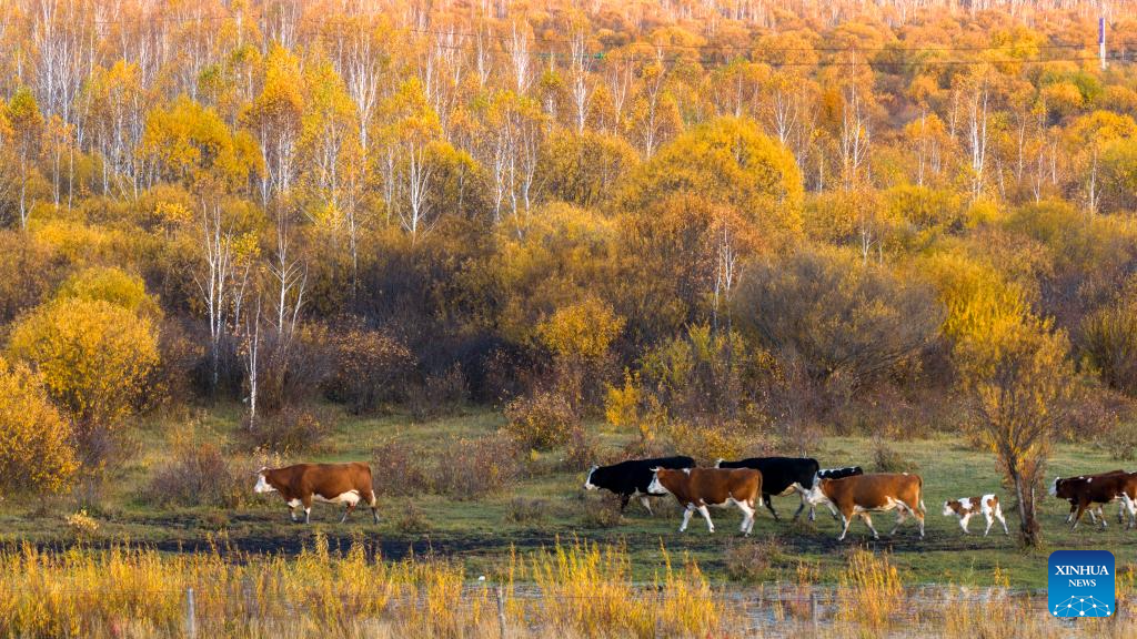 Autumn scenery in Inner Mongolia, N China