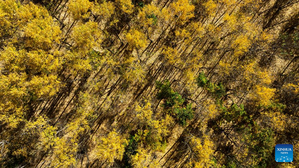 Autumn scenery in Inner Mongolia, N China