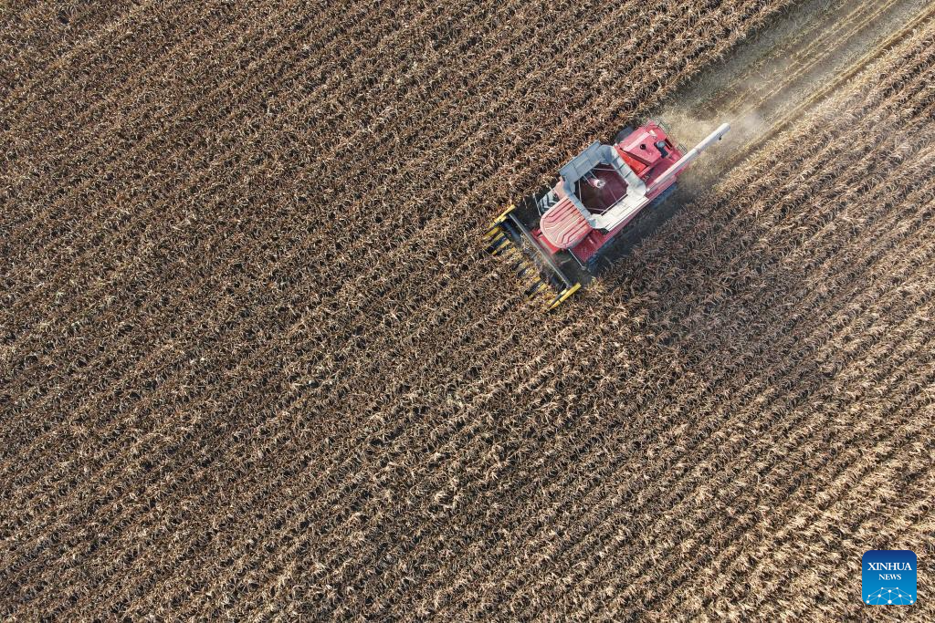 China's Heilongjiang enters autumn harvest season