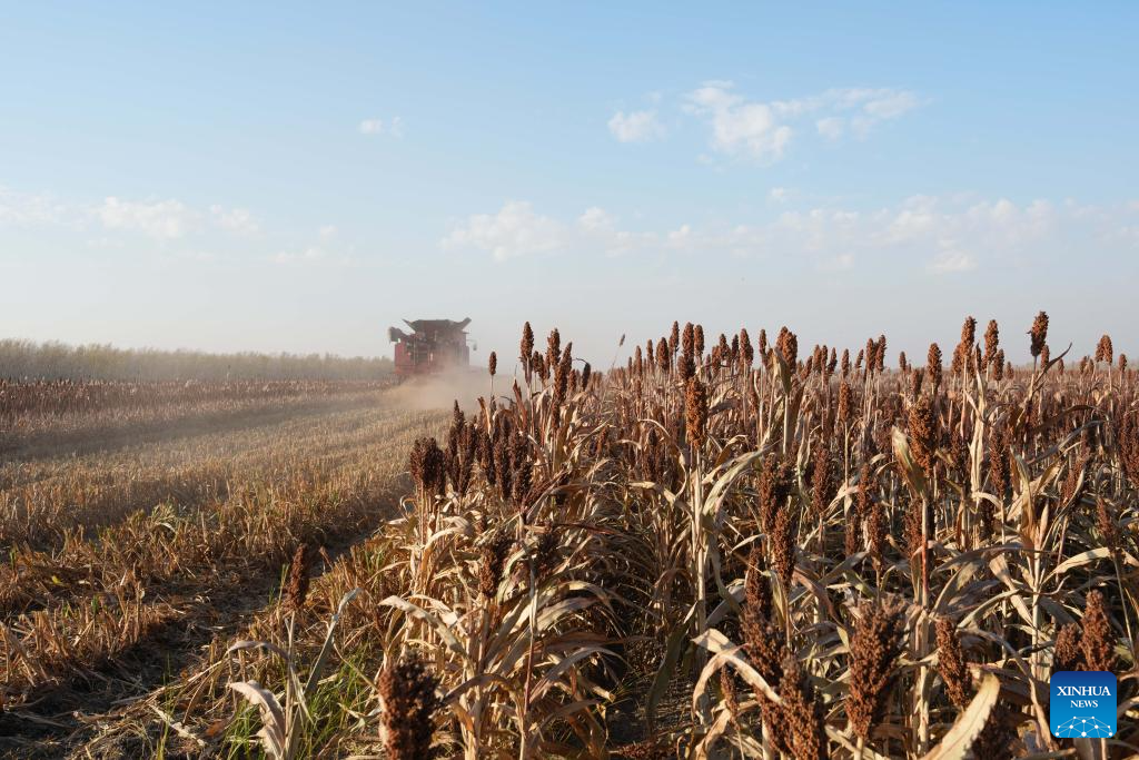 China's Heilongjiang enters autumn harvest season