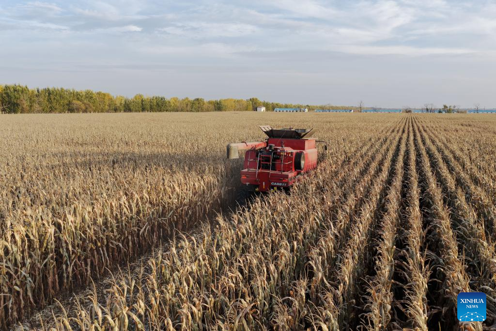 China's Heilongjiang enters autumn harvest season
