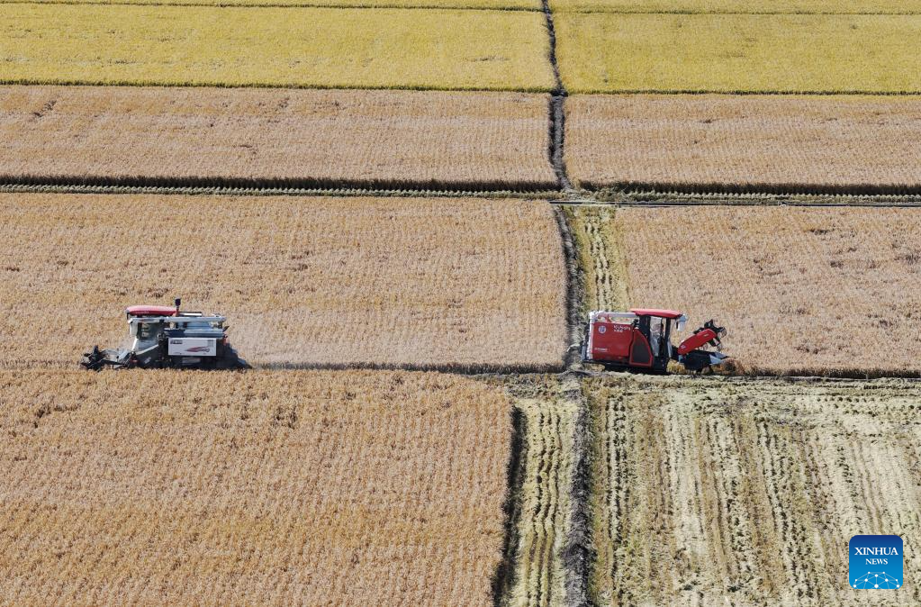 China's Heilongjiang enters autumn harvest season