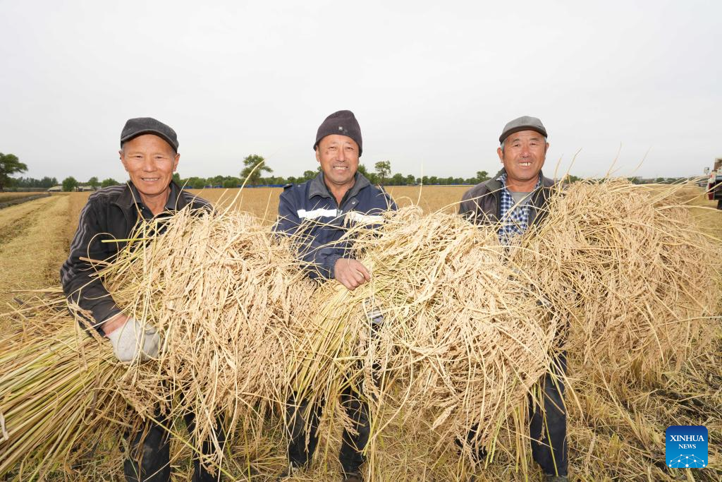 China's Heilongjiang enters autumn harvest season