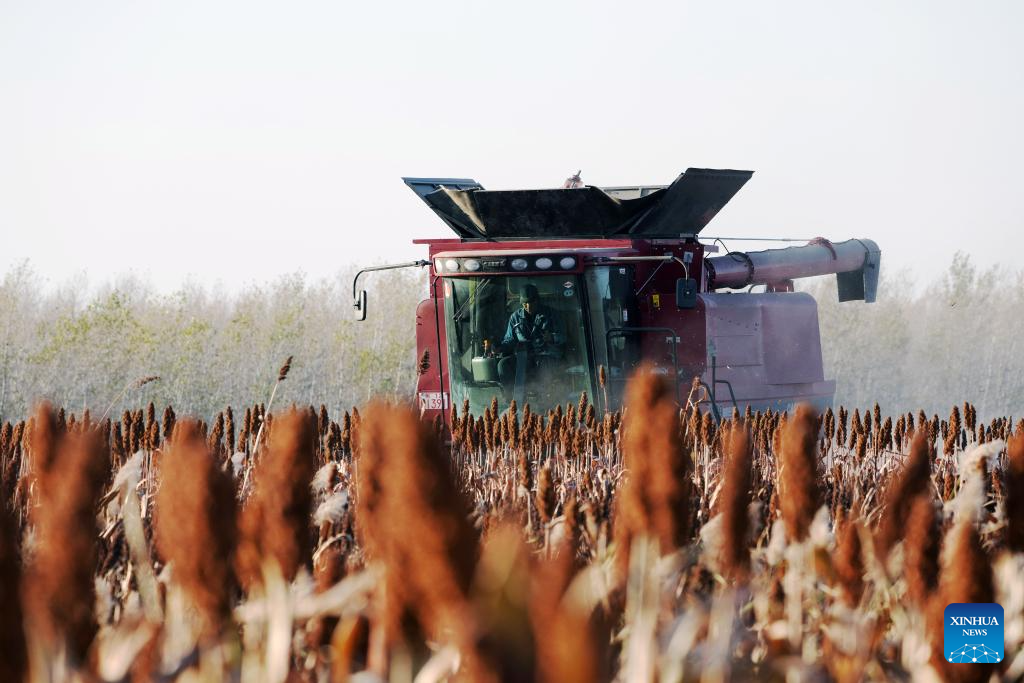 China's Heilongjiang enters autumn harvest season