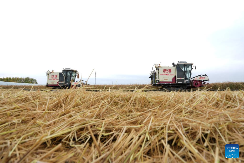 China's Heilongjiang enters autumn harvest season