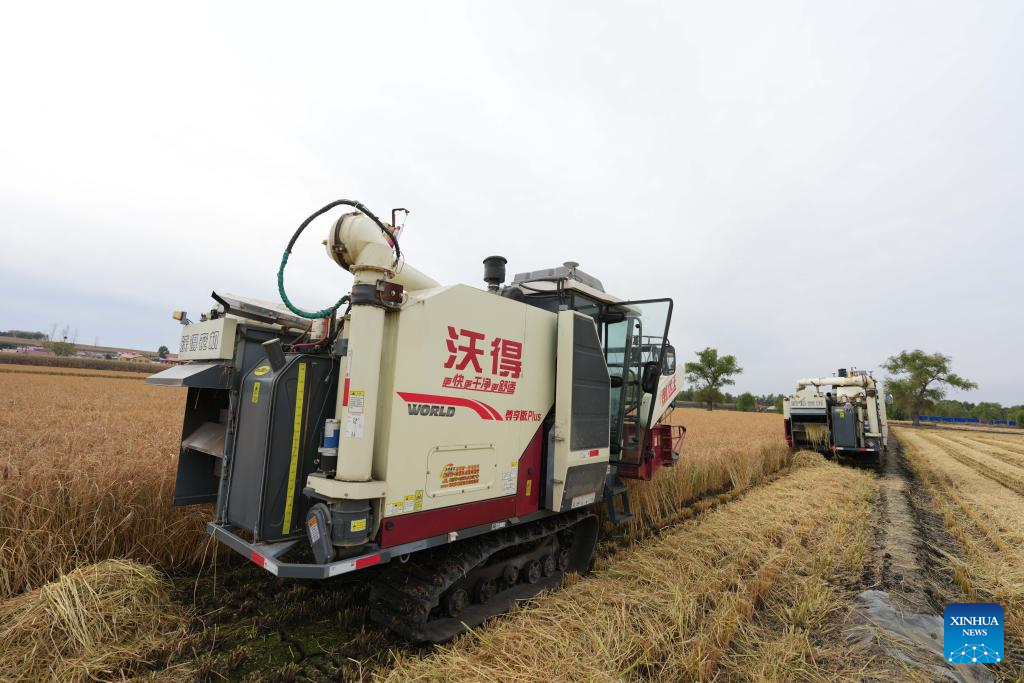 China's Heilongjiang enters autumn harvest season