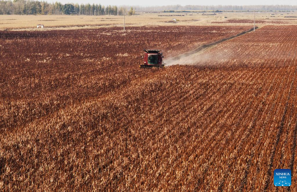 China's Heilongjiang enters autumn harvest season