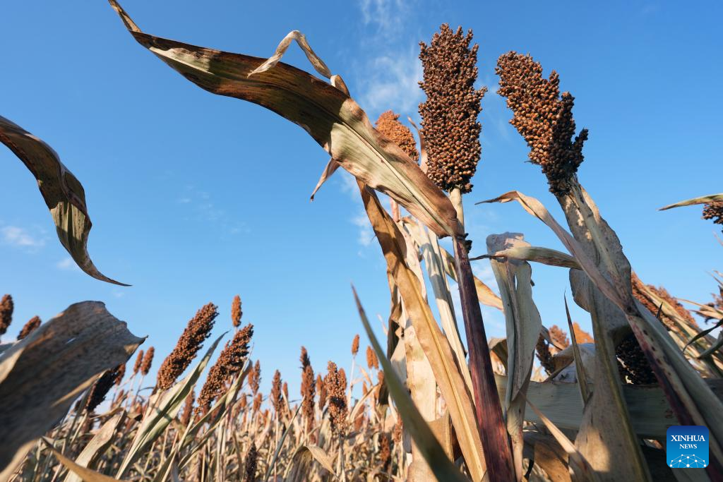 China's Heilongjiang enters autumn harvest season