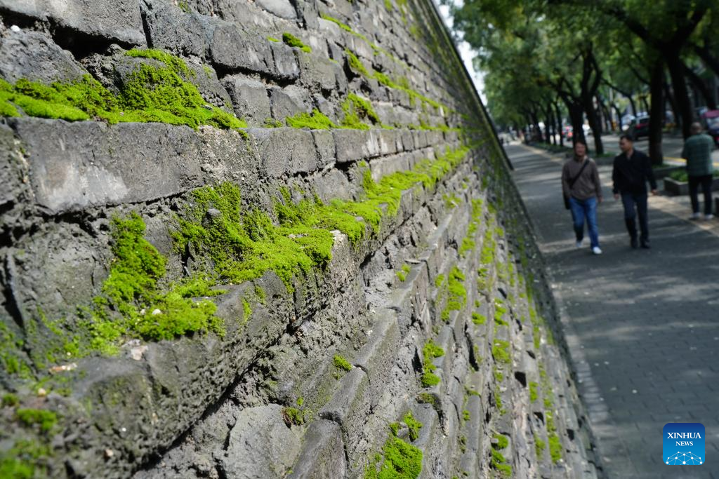 City wall covered with green coat attracts visitors in Xi'an, NW China