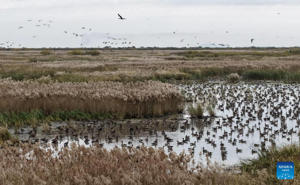 Migratory birds seen at wetlands in Heilongjiang, NE China